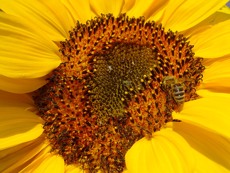 Biene beim Sammeln von Pollen in einer Sonnenblume, Nahaufnahme