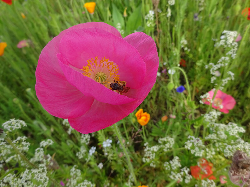 Eine Biene beim sammeln von Nektar in einer pinken Blume